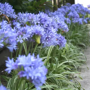 Agapanthus Brilliant Blue - Prolific Flowering, African Lily, Perennial, Hardy (10-20cm Height Including Pot)