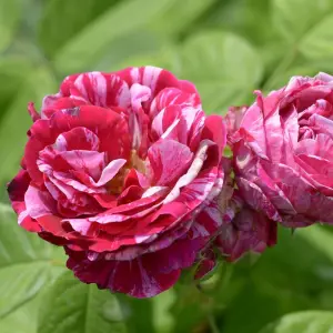 Rose Bush 'Ferdinand Pichard' - Two-Toned Scented Rose Bush in 3 Litre Pot