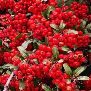 Pyracantha Red Star - A dependable and delightful feast, red berries and evergreen foliage 1 x 9cm pot