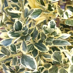 Euonymus Japonica Bravo - Variegated Evergreen - LARGE BUSHY SPECIMEN