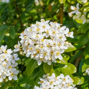 Choisya Ternata in 9cm Pot - Mexican Orange Blossom - Aromatic Evergreen Shrub