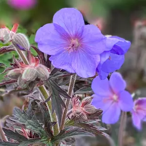 Geranium Boom Chocolatta - Purple Flowers, Deep Coloured Foliage, Compact Size (20-30cm Height Including Pot)