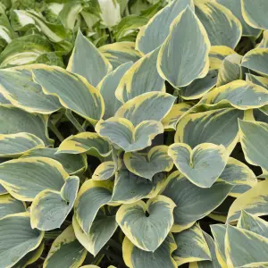 Hosta First Frost Garden Plant - Variegated Foliage, Outdoor Plant, Compact Size (15-30cm Height Including Pot)