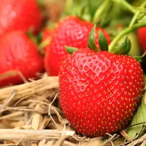 Strawberry Marshmello Bare Root - Grow Your Own Bareroot, Fresh Fruit Plants, Ideal for UK Gardens (20 Pack)