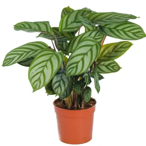 Calathea Compact Star - Striking Foliage, Indoor Houseplant (12cm, 30-40cm)