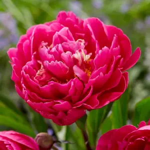 Karl Rosenfield Peony Perennials Flowering Plants Paeonia Lactiflora 4L Pot