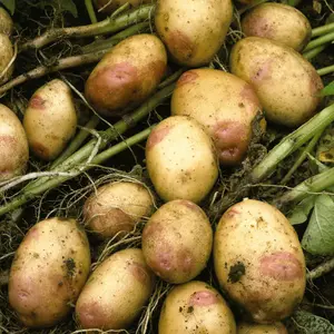 Grow Your Own Vegetables - Potato King Edward 2kg