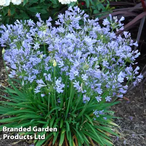 Agapanthus Blue Storm 9cm Potted Plantx 1