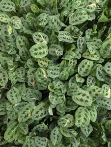 Variegated Prayer Plant - Rabbit's Foot - Fiesta - Rare Plant - 12 cm Pot - 30-40cm Tall - Maranta Kerchoveana 'Fiesta'