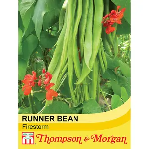 Bean Runner Firestorm 1 Seed Packet (40 Seeds)