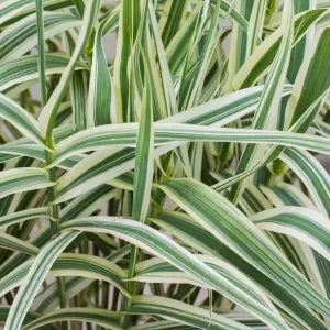 Arundo Ely - Compact Ornamental Grass, Low Maintenance (20-30cm Height Including Pot)