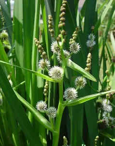 Lincolnshire Pond Plants Ltd Marginal Plants - Pond Plants (Sparganium Erectum)  - 3x 9cm Plants