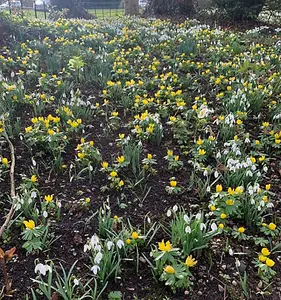 BS Snowdrop (Common) Bulbs (Galanthus nivalis) (250 Bulbs)