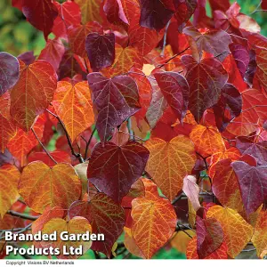 Cercis canadensis Forest Pansy 4 Litre Potted Plant x 1