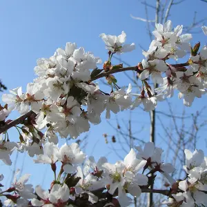 Prunus Shidare-Yoshino Tree - White Flowers, Vibrant Autumn Foliage, Hardy (5-6ft)