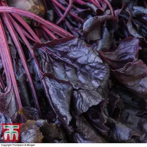 Beet Morello 1 Seed Packet (150 Seeds)