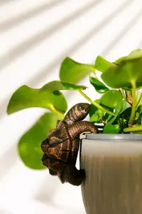 Garden Plant Pot Hanger - Tortoise