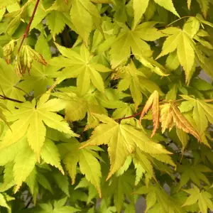 Acer Summer Gold - Golden Foliage, Outdoor Plant, Ideal for Gardens, Compact Size (50-70cm Height Including Pot)