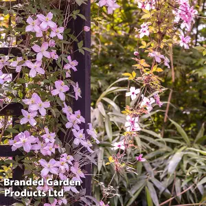 Clematis montana Mayleen 7cm Potted Plant  x 3