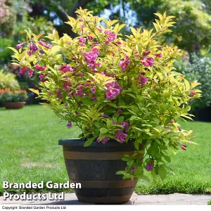 Weigela 'Magic Carpet' 9cm Potted Plant  x 2