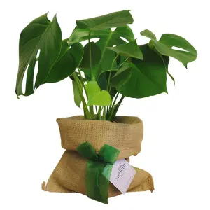 Monstera Cheese Plant in Hessian Gift Wrap & Gift Card - Fantastic Plant Gift