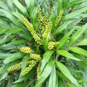 Mahonia Soft Caress Garden Shrub - Fragrant Yellow Flowers, Compact Size (20-30cm Height Including Pot)