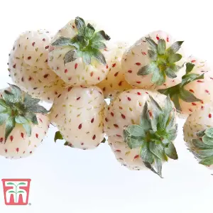 Strawberry (Fragaria) Snow White 12 Bare Roots + Incredicrop 100g