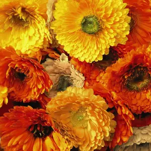 Calendula Art Shades Mixed 1 Seed Packet