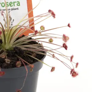 Houseplant Drosera Paradoxa 9cm Pot x 1