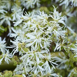 Loropetalum Chinense Iceberry - Frosty Tassels Of Scented Spring Blooms 1 X 9cm Pot