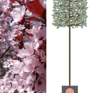 Cherry Plum Pleached Tree with Staking Kit - 200cm Stem and 14cm Girth