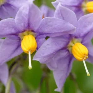 Solanum Glasnevin (Chilean Potato Tree) in 9cm Pot -  Semi Evergreen Plant