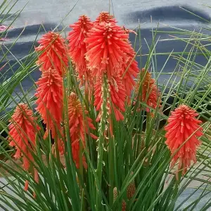 Kniphofia Poco Red - Striking Red Flowers, Upright Growth, Ideal UK Garden Plant, Compact Size (20-30cm Height Including Pot)