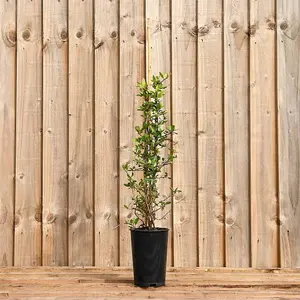 Pyracantha Red 60cm Height Evergreen Hedge Plant Pack of 6