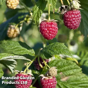 Fruit Raspberry (Rubus) Little Sweet Sister 13cm Potted Plant x 1