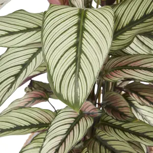 Verve Calathea white star in Natural Seagrass Decorative pot 19cm