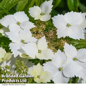 Hydrangea Cloud Nine 9cm Potted Plant x 2