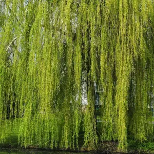 Hedge Weeping Willow (Salix chrysocoma) 1 Bare Root Plant