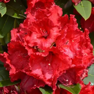 Azalea Red - Evergreen Shrub, Exquisite Red Blooms (20-40cm Height Including Pot)