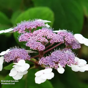 Hydrangea Aspera Macrophylla 3.6 Litre Potted Plant x 1