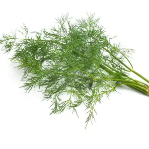 Herb Dill 1 Seed Packet (500 Seeds)