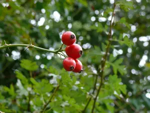 3 Dog Rose Hedging Plants 30-50cm  Rosa Canina,  Make Healthy Rose Hip Syrup 3FATPIGS