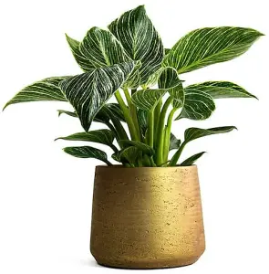 Philodendron White Wave Tropical Indoor Plant - 20-30cm In height In a 12cm Pot