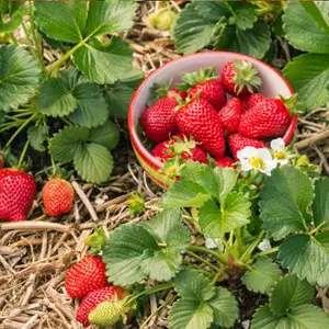 Grow Your Own - Strawberry Elsanta - Peat Free 9cm Potted Plant x 12