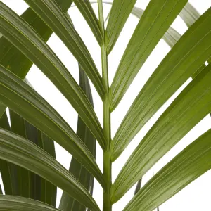 Verve Kentia Palm Foliage in Terracotta Plastic Grow pot 19cm