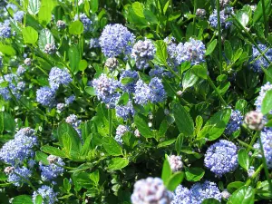 Direct Plants Ceanothus Victoria Californian Lilac Shrub 3-4ft Supplied in a 5 Litre Pot