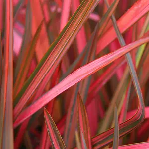 Phormium Maori Sunrise Garden Plant - Vibrant Variegated Foliage, Compact Size, Hardy (25-35cm Height Including Pot)