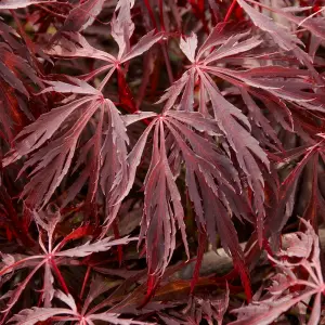 Acer Crimson Queen - Graceful Cascading Foliage, Outdoor Plant, Ideal for Gardens, Compact Size (50-70cm Height Including Pot)