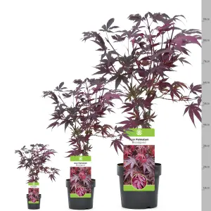 Acer Bloodgood - Deep Red Foliage, Outdoor Plant, Ideal for Gardens, Compact Size (50-70cm Height Including Pot)