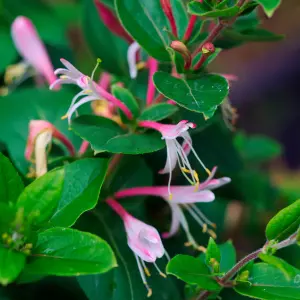 Lonicera Red World - Vibrant Climbing Vine with Red and White Blooms (15-30cm Height Including Pot)